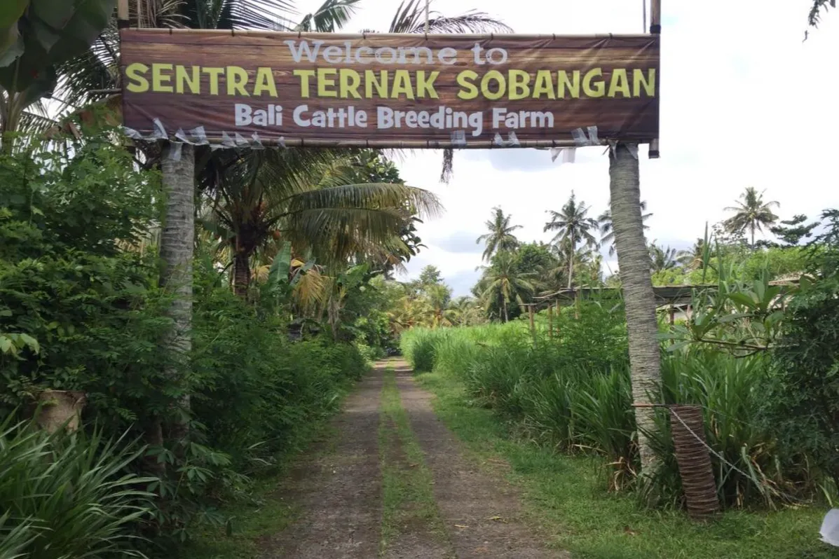 Desa Sobangan, tempat hati pulang.