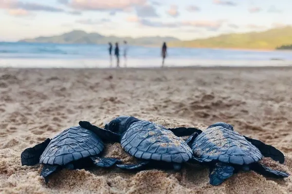 Deluang Sari Sea Turtle Conservation