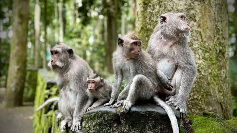 monkey forest sangeh