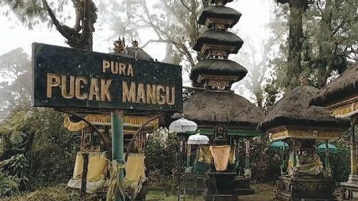 pelaga 2