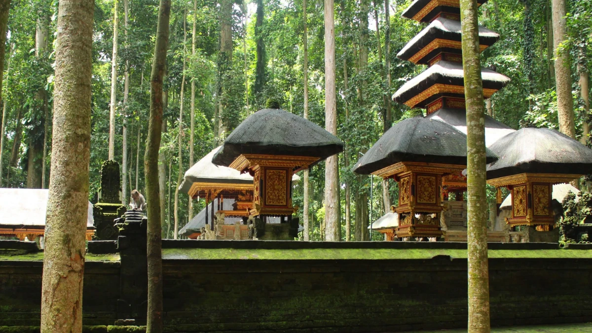 sangeh monkey forest