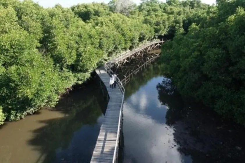 taman rekreasi hutan bakau tanjung benoa